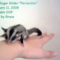 Photo de profil de Periwinkle the sugar glider