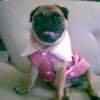 Photo de Wrinkles the pug