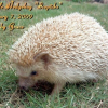 Photo de Icepicks the hedgehog