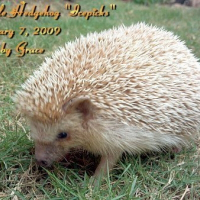 Photo de profil de Icepicks the hedgehog