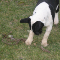 Photo de profil de Rocky