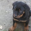 Photo de Dark