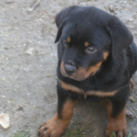 Photo de profil de Dark