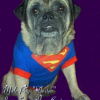 Photo de Dexter the pug