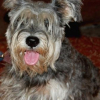 Photo de Bambie, Schnauzer