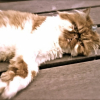 Photo de Kitty