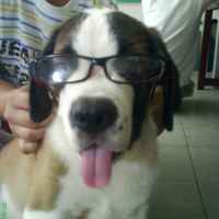 Photo de profil de Otis