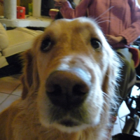 Photo de profil de Atlas