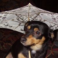 Photo de profil de Vanille