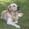 Photo de Miley cyrus, Golden Retriever