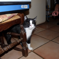 Photo de profil de Kocka