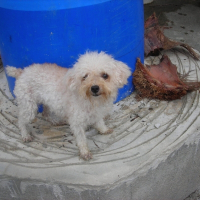 Photo de profil de Chiki