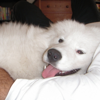 Photo de profil de Jelly-pie