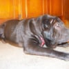 Photo de Chops