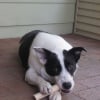 Photo de Merlin