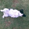 Photo de Kitto