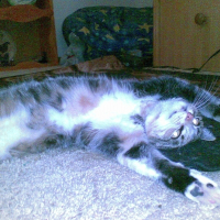 Photo de profil de Minnie