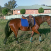 Photo de Messines butterfly effect