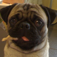 Photo de profil de Snubbels