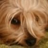 Photo de Mishka