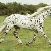 Photo de Amourette