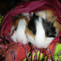 Photo de profil de Lutty et hony