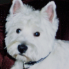 Photo de Buddy
