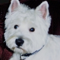 Photo de profil de Buddy
