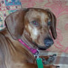 Photo de Tex, Teckel