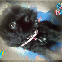 Photo de profil de Oreo