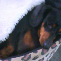 Photo de profil de Trixi