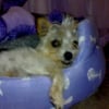 Photo de Dottie