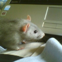 Photo de profil de Flocon