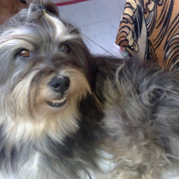 Photo de profil de Fuzzy