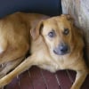 Photo de Max, Rhodesian-Ridgeback