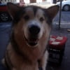 Photo de Munson, Malamute de l'Alaska