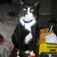 Photo de profil de Boots