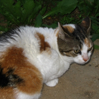 Photo de profil de Zima