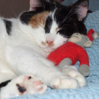 Photo de profil de Chipie