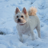 Photo de profil de Furby