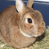 Photo de Panpan