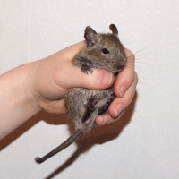 Photo de profil de Lola