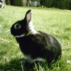 Photo de Blacky