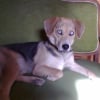 Photo de Tina, Basset Hound