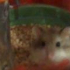 Photo de Praline