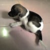 Photo de Amram, Basset Hound