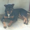 Photo de Blacky