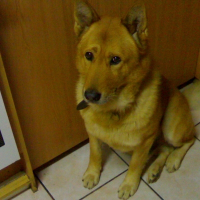Photo de profil de Ringo