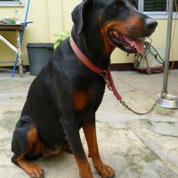 Photo de profil de Trixie