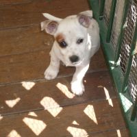 Photo de profil de Pirate